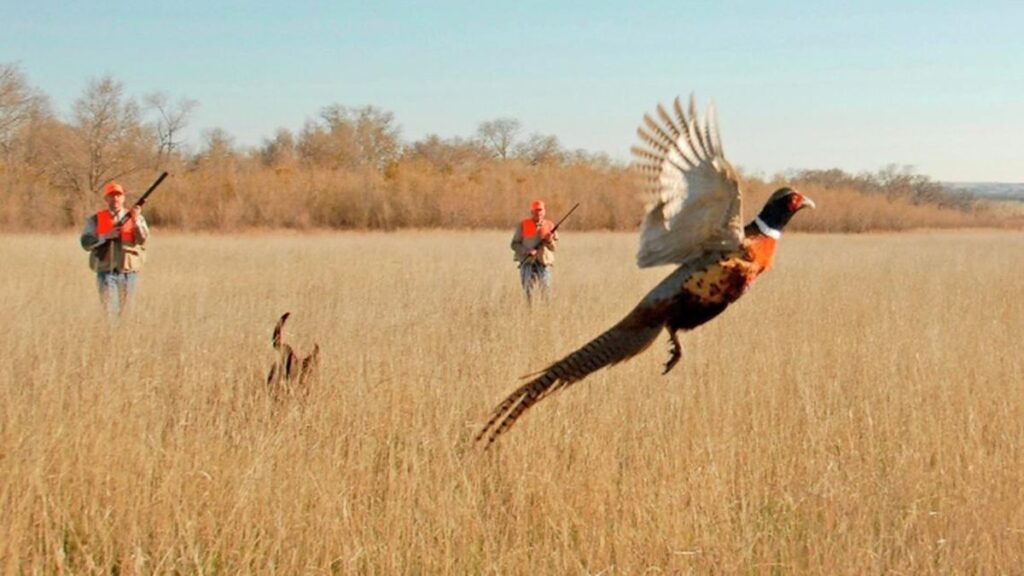 The New Era Opening pheasant season in South Dakota