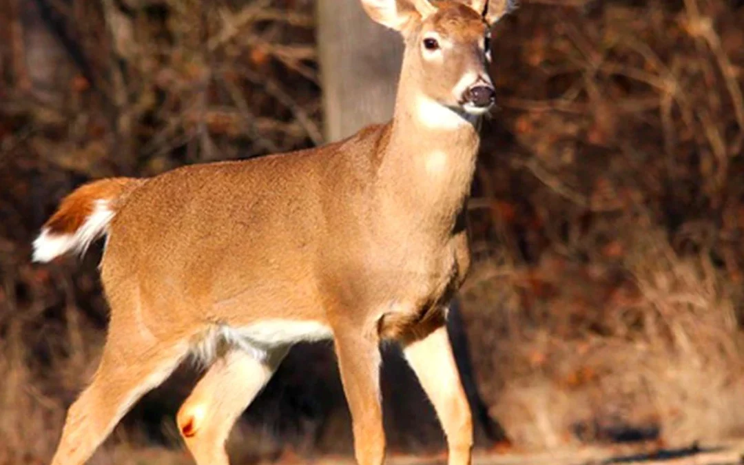 East River deer season opens this weekend; hunters and motorists need to stay sharp