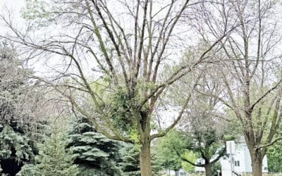 Emerald Ash Borer spreading throughout southeastern South Dakota